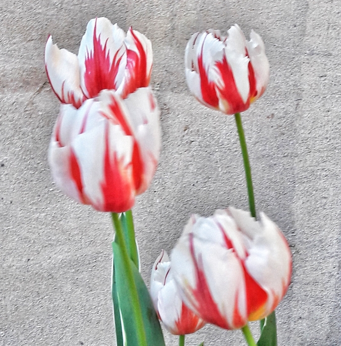 Diese Sorte Tulpen wurde extra zum 150. Jahrestag 2017 gezüchtet.